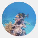 Search for reef diving stickers Marine life