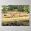 Search for mule posters Deer
