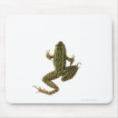 Recherche de reptiles tapis souris Faune