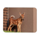 Recherche de faons magnets Faune