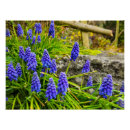 Search for grape hyacinth posters Floral