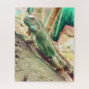 Search for reptile puzzles Iguana
