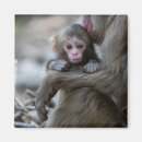 Search for baby monkey magnets Animals in the wild