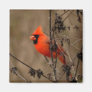 Recherche de jolis oiseaux magnets Nature