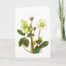 Recherche de hellebores vœux cartes Fleur