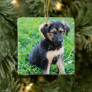 Recherche de german shepherd ornamente Puppy