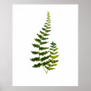 Search for fern leaves posters Watercolor