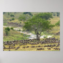 Search for wildebeests posters Connochaetes taurinus