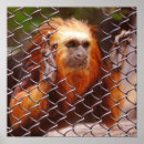 Search for golden lion posters Animals