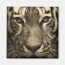 Search for tigers in magnets Big cat