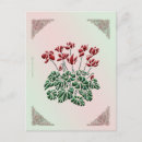 Recherche de cyclamen cartes postales Fleurs
