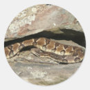 Search for rattlesnake stickers Reptile
