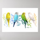 Recherche de perruches posters Perroquets