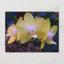 Recherche de phalaenopsis cartes postales Plante