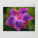Recherche de hibiscus flower postcards Tropical