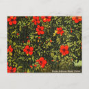 Recherche de hibiscus cartes postales Voyage