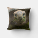 Search for tortoise pillows Animals