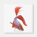 Recherche de splendens de betta Animal