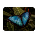 Recherche de papillon bleu de morpho magnets Insecte