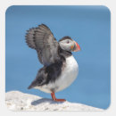 Search for puffins stickers Animal