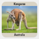 Recherche de kangourous autocollants Animal