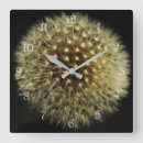 Search for seedhead Dandelion