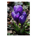 Recherche de crocus posters Beau