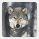 Search for wolf square stickers Snow