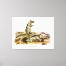 Search for squirrel picture art Illustration