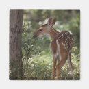 Search for odocoileus magnets Outdoor