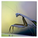 Search for praying tiles Insect