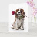Search for cavalier king charles spaniel valentines day cards Pet