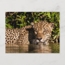 Recherche de pantanal posters Jungle
