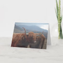 Search for highland cow cards Scotland