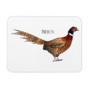 Search for pheasants magnets Phasianus colchicus