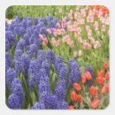 Search for lisse stickers Netherlands