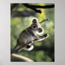 Recherche de koala bear posters Marsupial