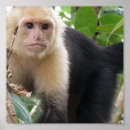 Recherche de singe capucin posters Singes