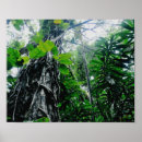 Recherche de forêt tropicale posters La nature
