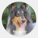 Recherche de collie dog stickers Chien