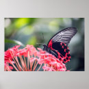 Search for large butterfly posters Colour