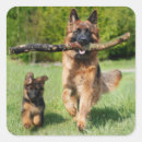 Search for german shepherd puppies stickers Animal