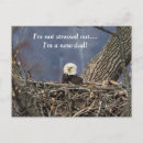 Recherche de aigle chauve cartes postales Faune