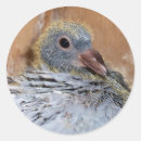 Recherche de pigeons autocollants Oiseau