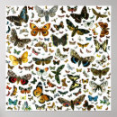 Search for moth art Illustration