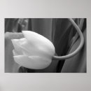 Recherche de tulipes noires posters Fleurs