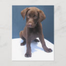 Search for labs vertical postcards Pup