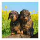 Recherche de saucisses chien posters Animal