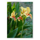 Search for canna postcards Flowers