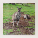 Search for kangaroo puzzles Marsupial